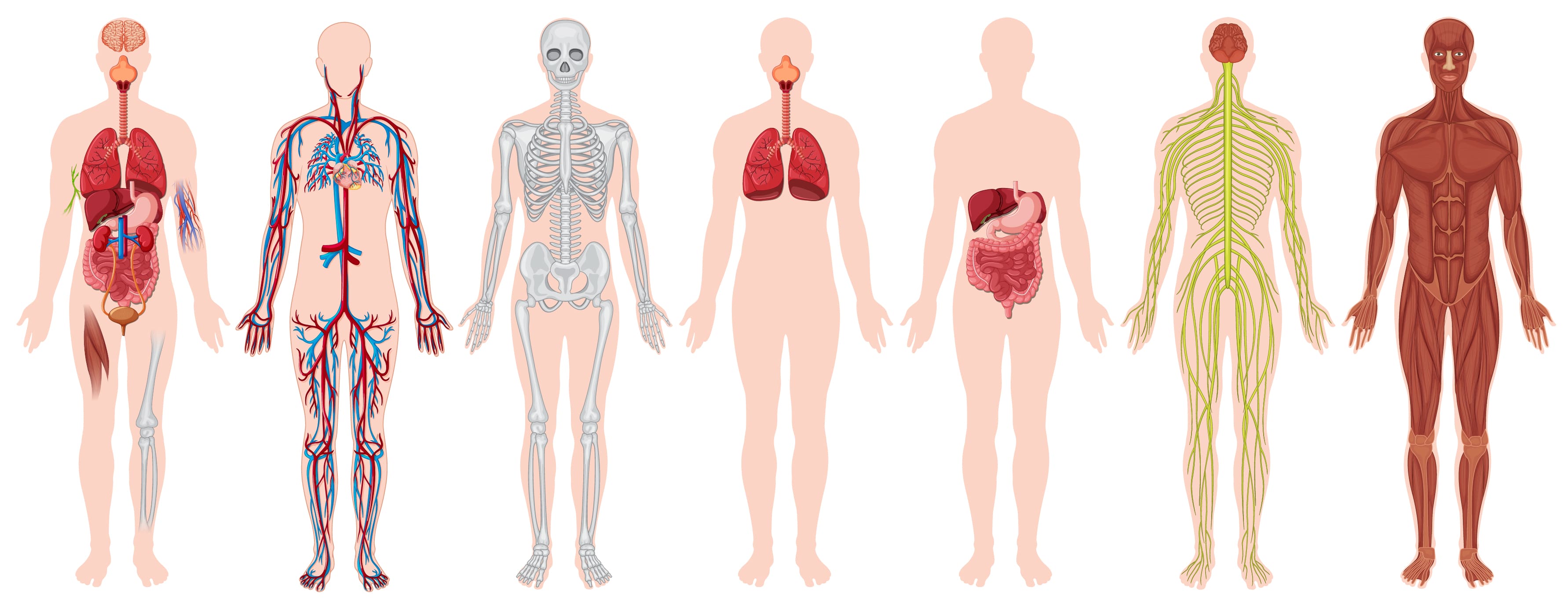 Anatomy of Human Body